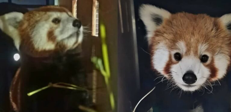 red panda in darjiling