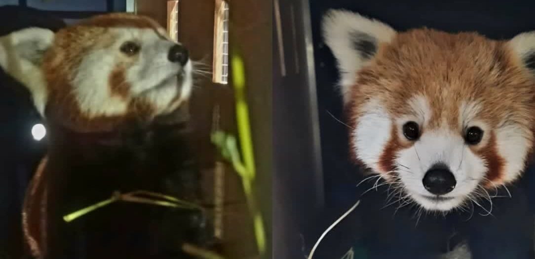 red panda in darjiling