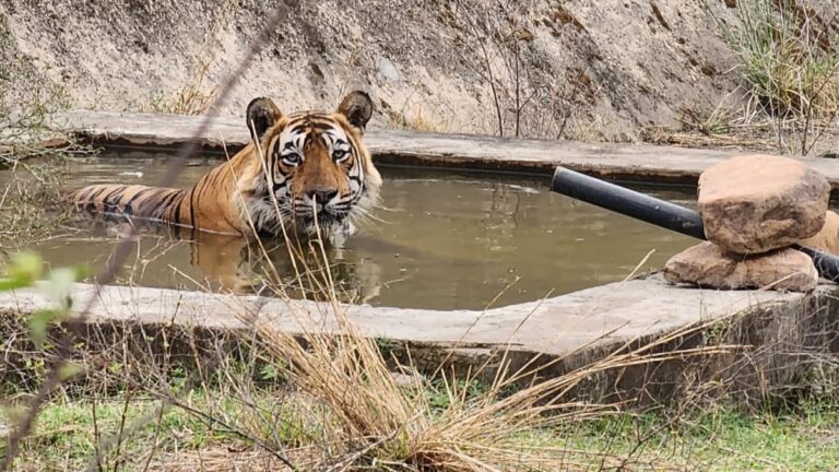 sariska
