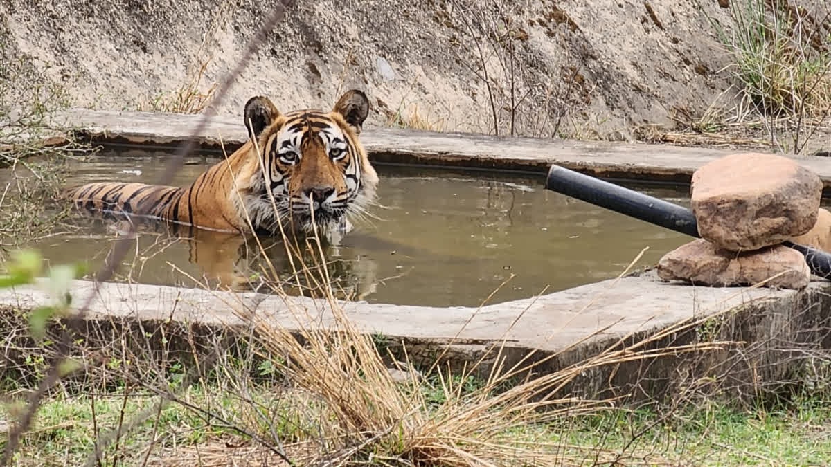 sariska
