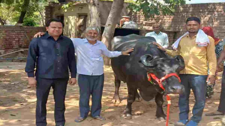 Haryana buffalo