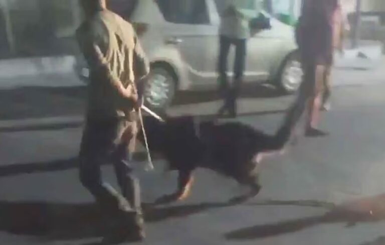 German Shepherd Attack