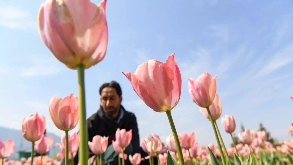 tulip garden