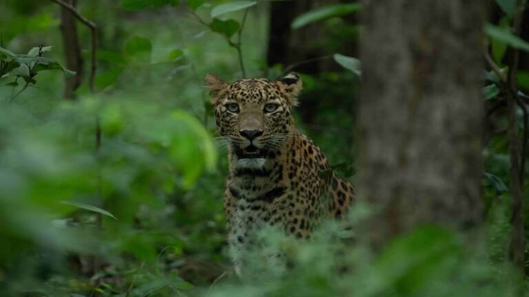 LEOPARD