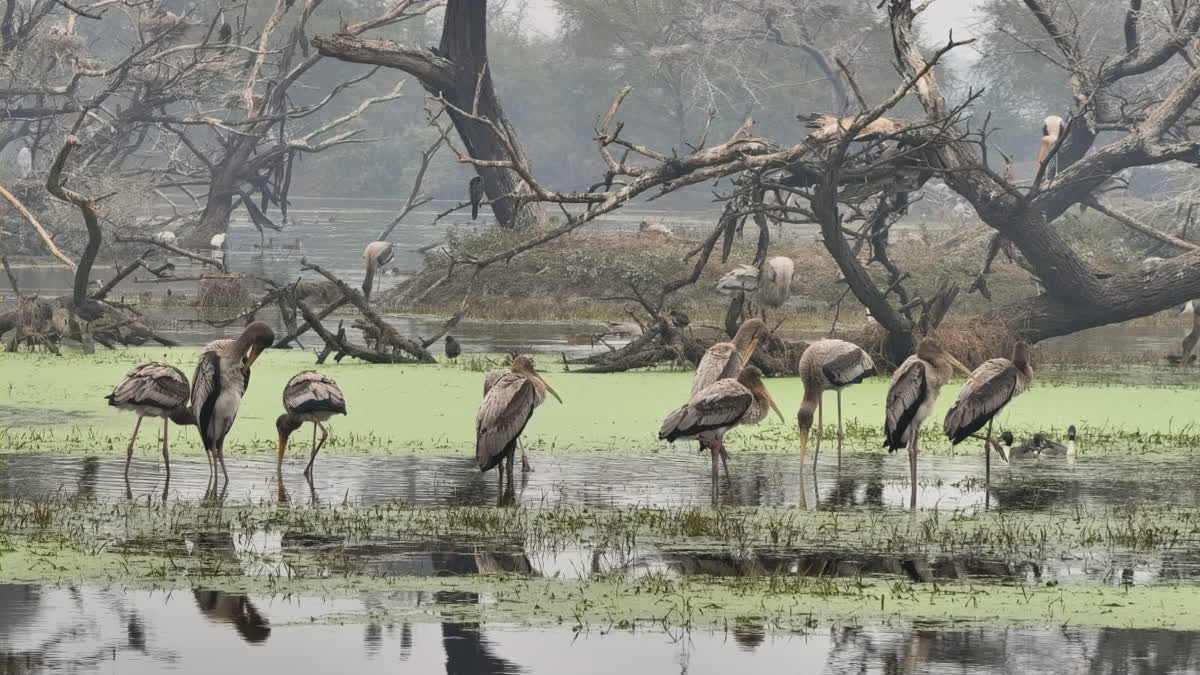 RAJASTHAN