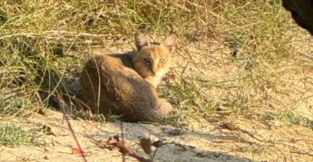 wild cat