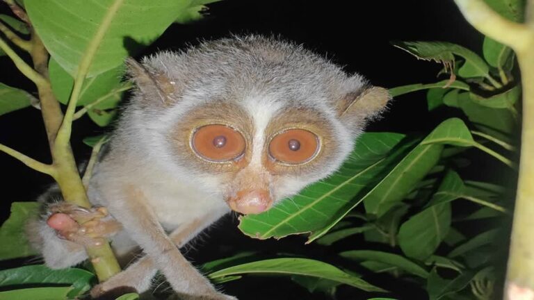 Slender Loris
