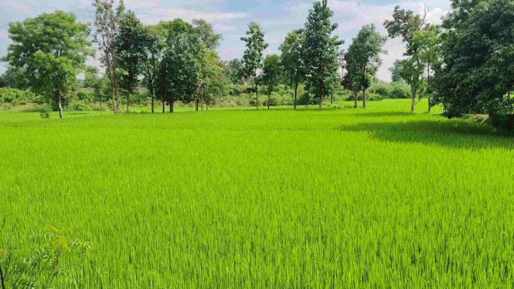 representation image