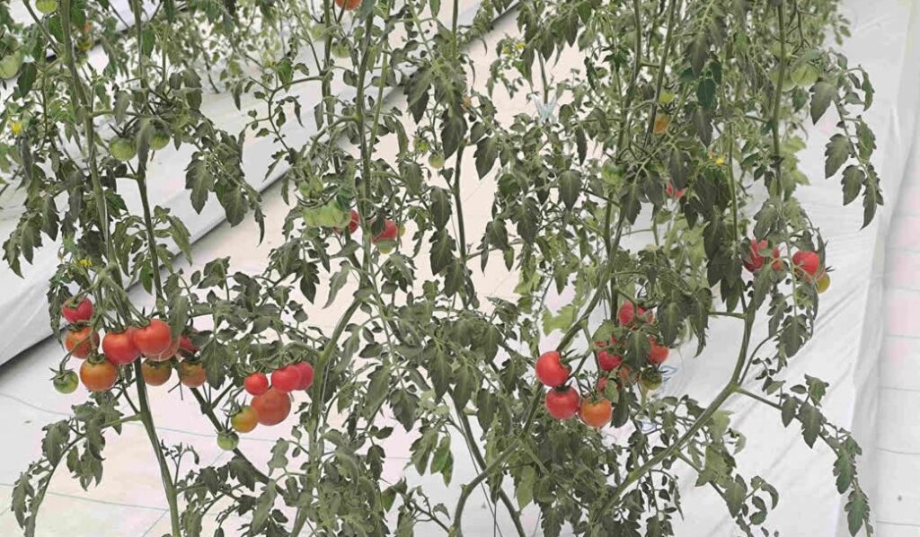 representation image