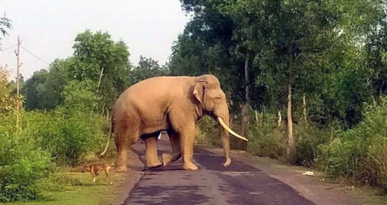 representation image