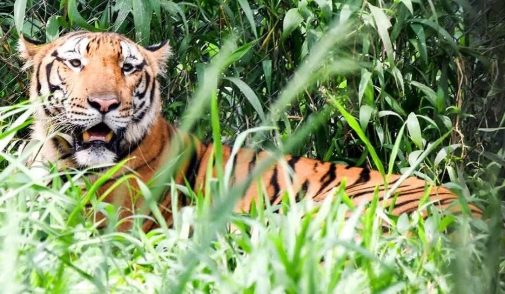 representation image