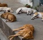 representation image