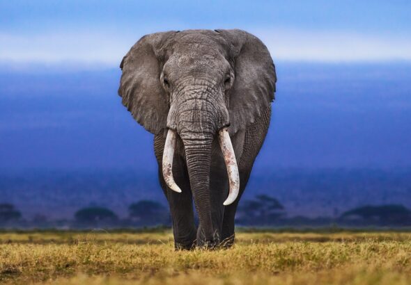 elephant