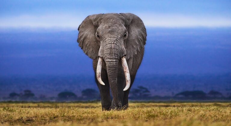 elephant